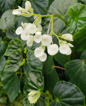 Sweet Begonia, Begonia odorata var. alba